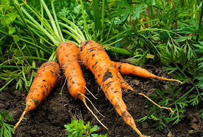 Newly harvested carrot