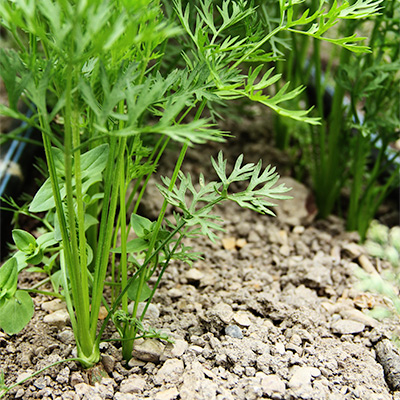 Unthinned carrots