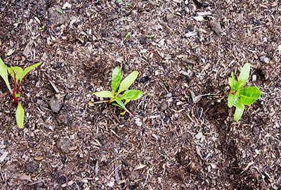 Chard after thinning to final spacing