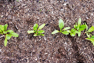 Chard before thinning to final spacing