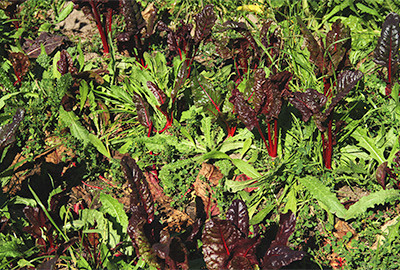 These chard plants are crowded by weeds