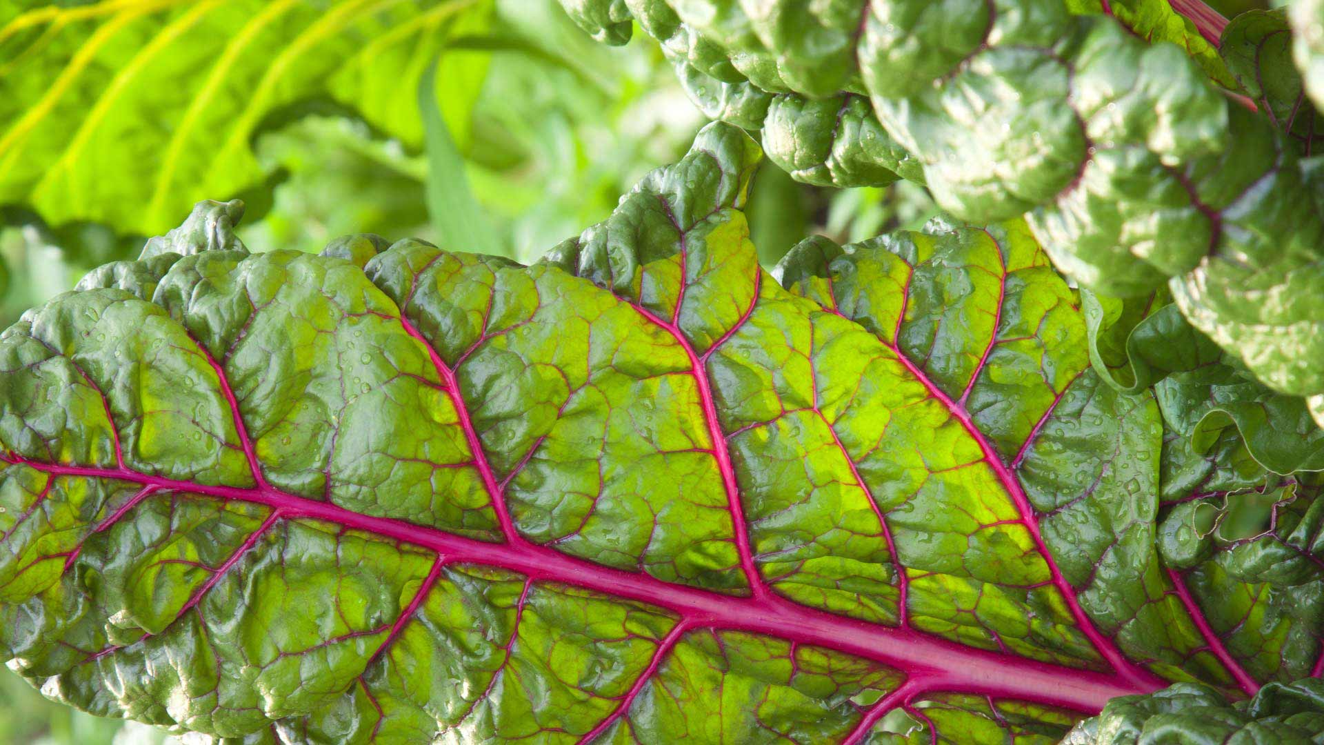 Advanced Tips for Growing Chard Over Winter with Minimal Effort