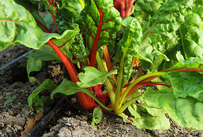 These chard plants are too close together