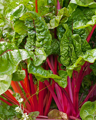 A variety of multicolored chard