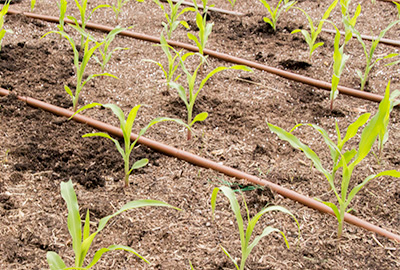 Watering corn with drip system