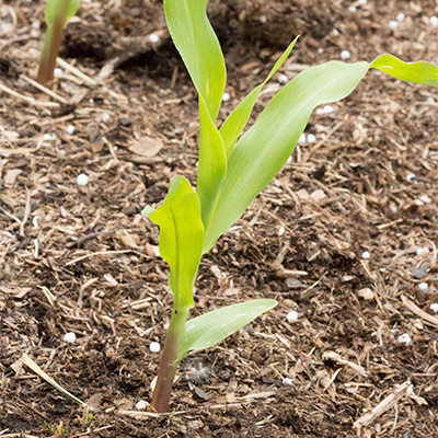 Recently fertilized corn field