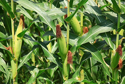 Corn silks browning but not dry, ready for harvest