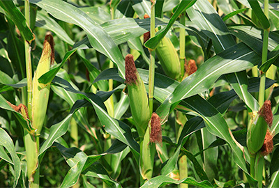 Gardenzeus Secrets Of Success For Growing Corn In The California