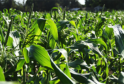 Field of corn with tassels