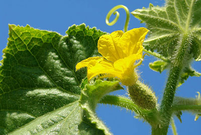 Female cucumber blossom