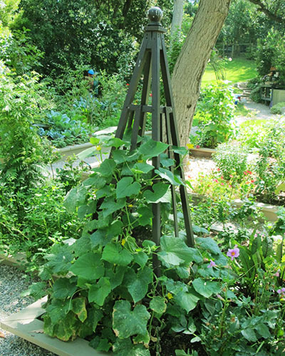 Cucumbers growing on trellis