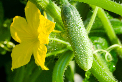 Male cucumber blossom