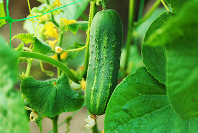 Cucumbers: Six Things You May Not Know