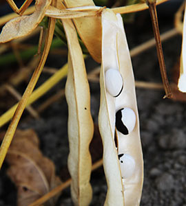 Harvesting dry beans