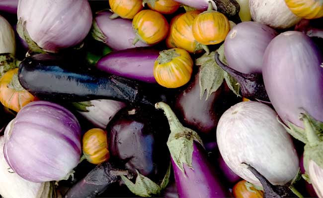 Eggplant Varieties: A Guide to Their Growing Characteristics and Uses