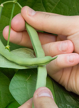 Harvesting bean