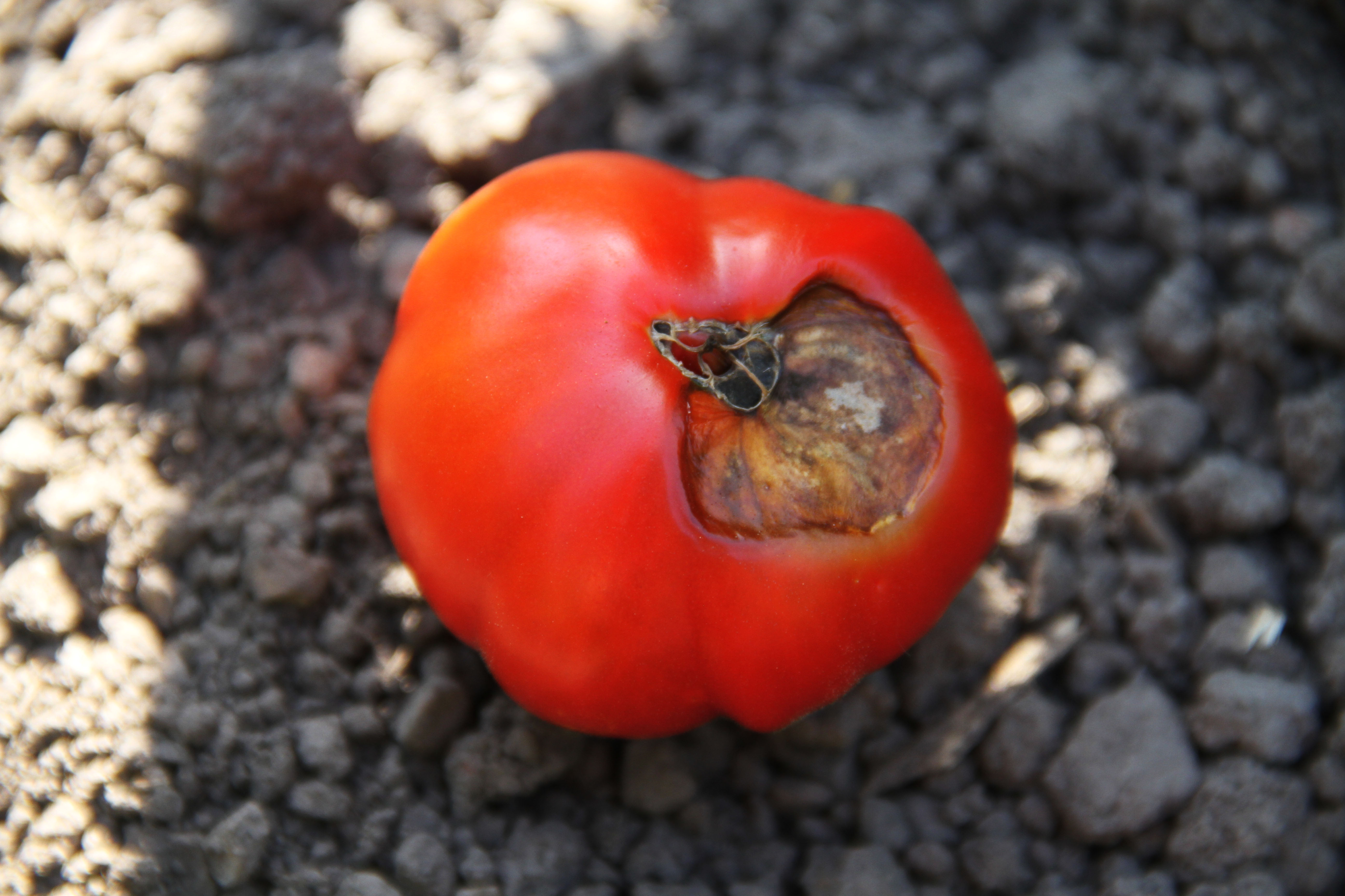 GardenZeus Solutions to Common Abiotic Problems with Garden Tomatoes