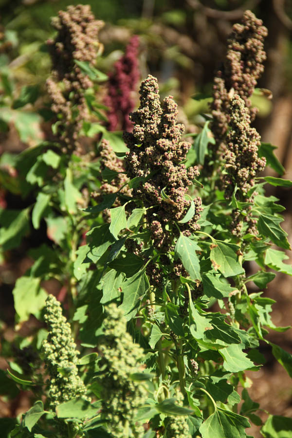 Quinoa: Is It a Good Choice for Your Garden?
