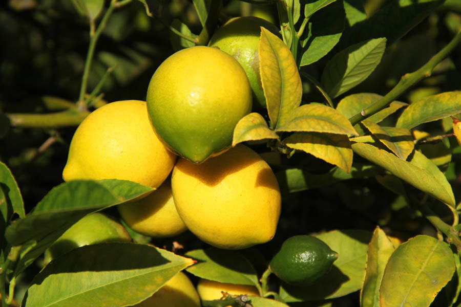 Lemon Trees: 7 Common Problems