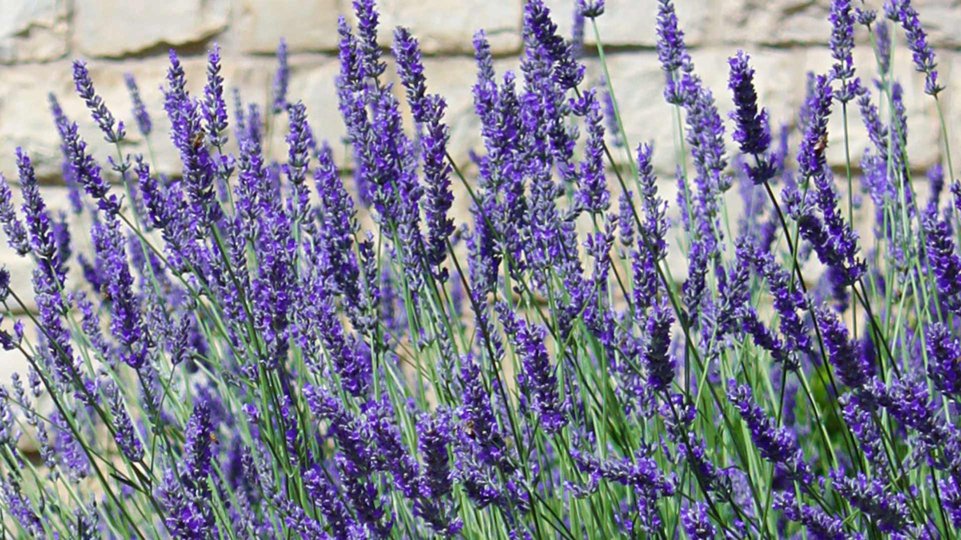 Lavender, General