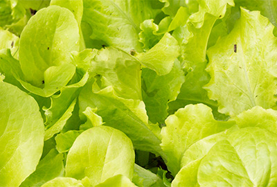 lettuce varieties