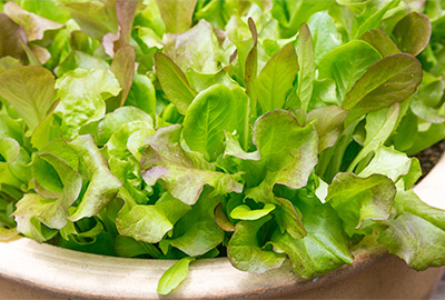 Lettuce growing in container