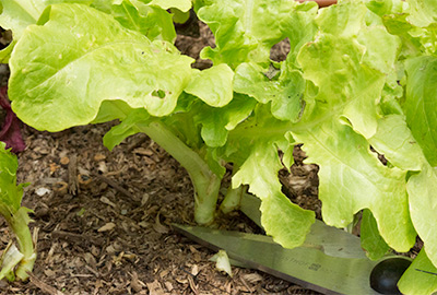 Lettuce harvested with scissors