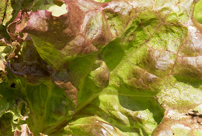 lettuce varieties