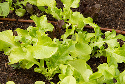 lettuce varieties