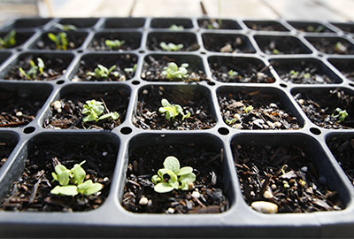 Lettuce starts ready for transplant