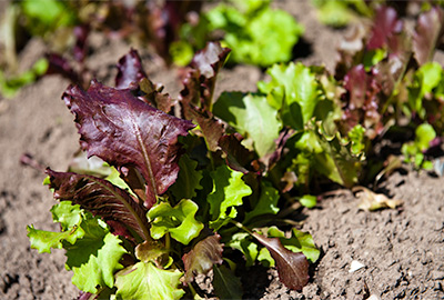 Young lettuce not quite ready for harvest