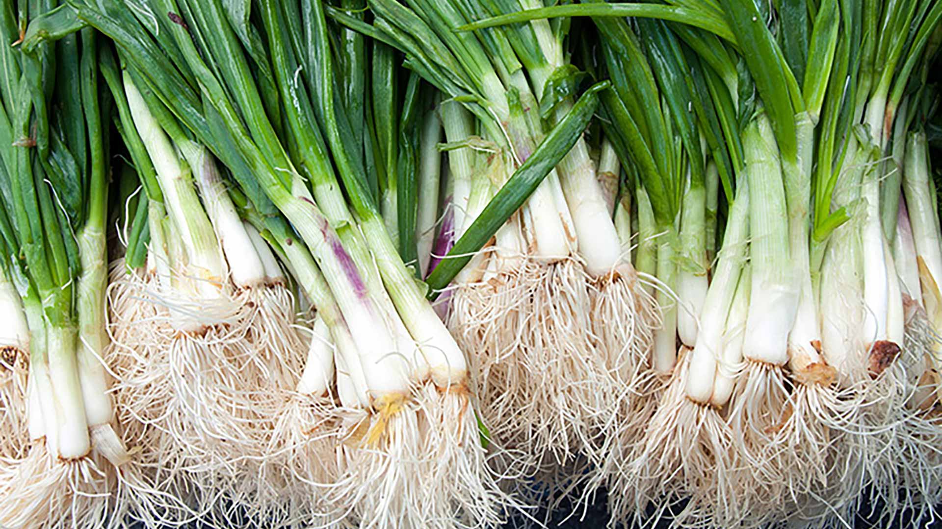 Bunching Onions