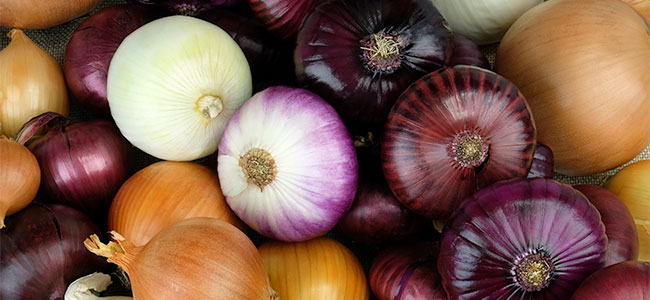 Onion varieties