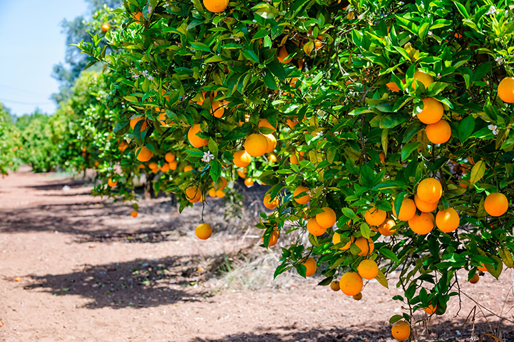 California Fruit Trees, Citrus