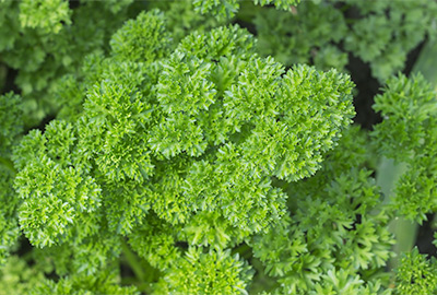 Curly leaf parsley