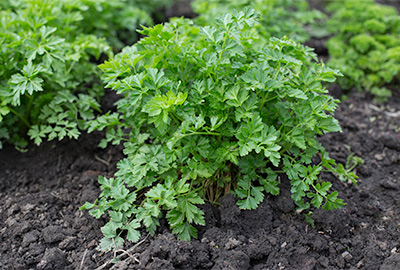 Mature parsley plant ready to have leaves and stems harvested