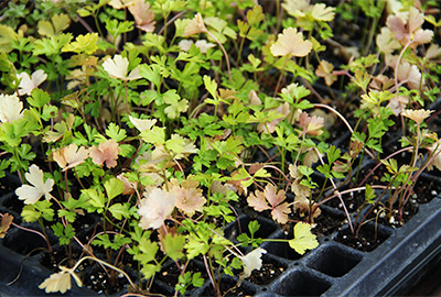 Young parsley starts too old for transplant