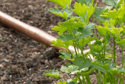 Drip irrigation is ideal for parsley plants