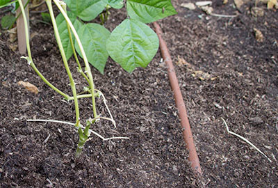 Pole bean plants irrigated by drip system