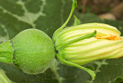 Female pumpkin blossom with small pumpkin immediately behind flower