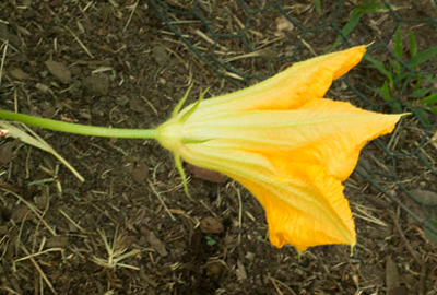 Male pumpkin blossom