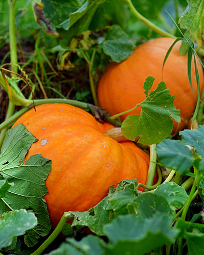 Individual pumpkin fruits can grow quite large