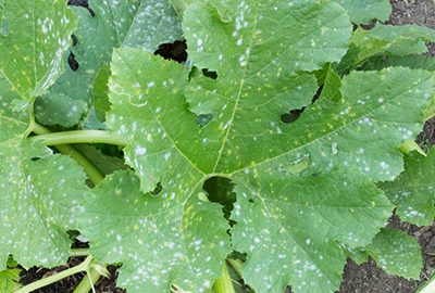 Pumpkin leaves with circular white areas typical of mildew