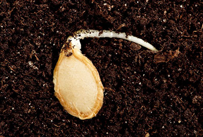 Pre-sprouted pumpkin seed