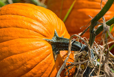 Pumpkin ready for harvest