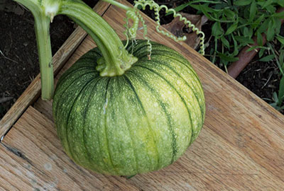 This pumpkin is sitting on a wooden board to prevent mildew