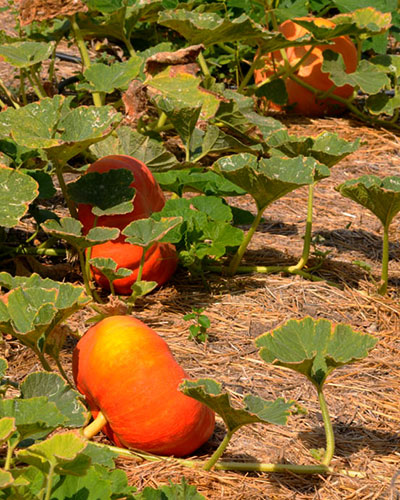 Pumpkin vines can grow into behemoth plants