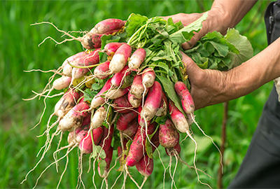 “radishes”