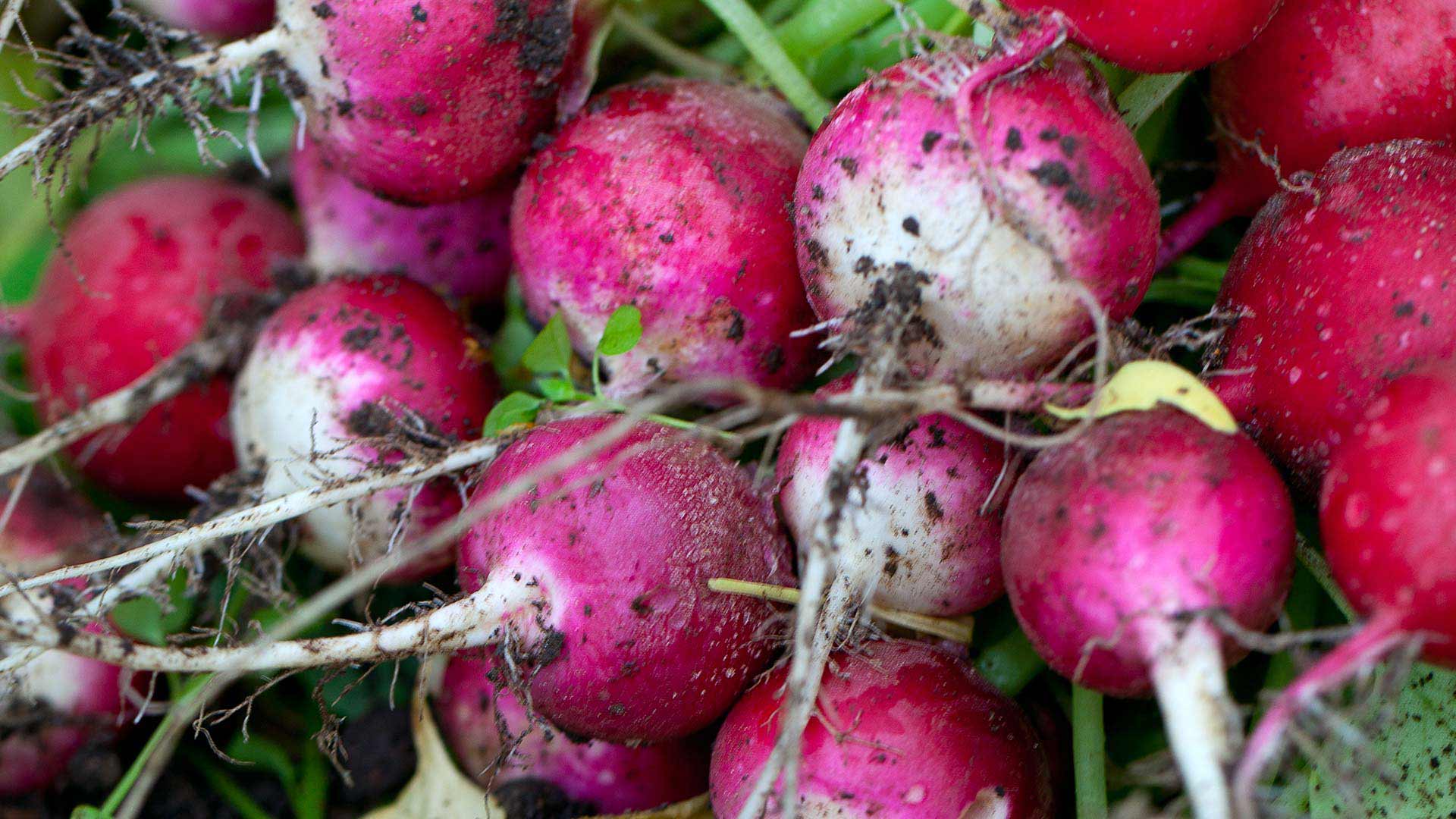 Radish, General