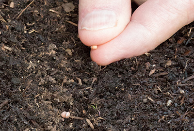 Planting seeds with hand